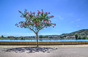 Blooming pink tree by river with blue sky and town
