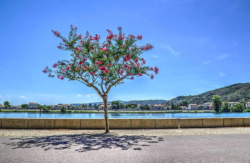 Blooming pink tree by river with blue sky and town
