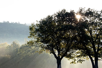 Sunlight streaming through trees in misty forest landscape