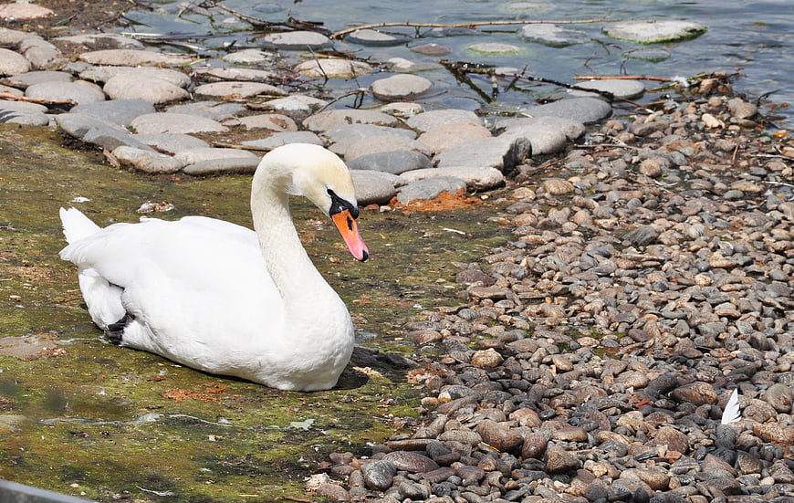 White swan resting on mossy bank by rocky lake shore