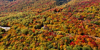 Aerial View of Vibrant Autumn Forest with Colorful Foliage