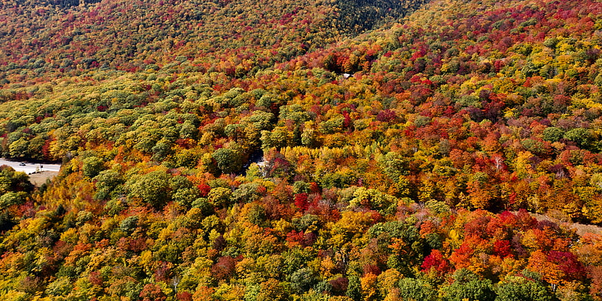 Aerial View of Vibrant Autumn Forest with Colorful Foliage
