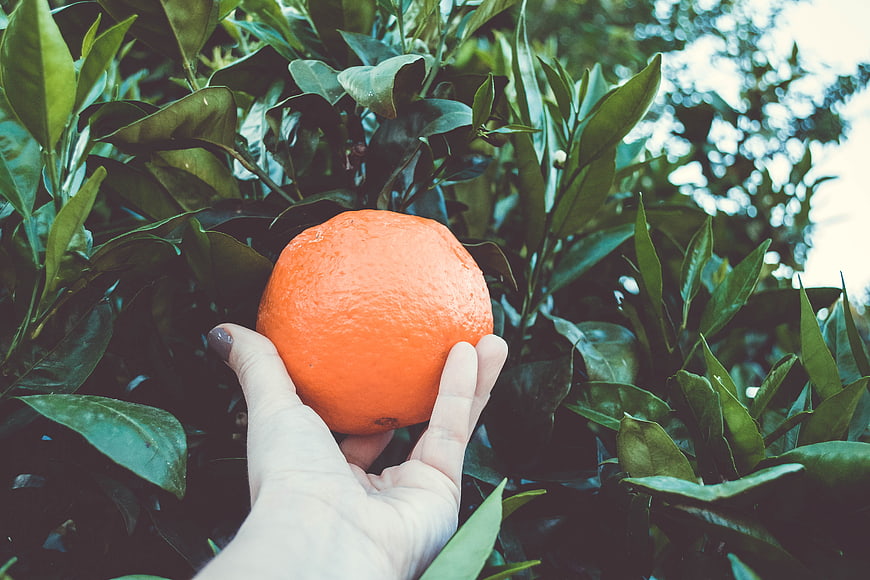 Hand Picking Fresh Orange from Tree in Orchard