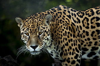 Close-up portrait of a jaguar in the jungle