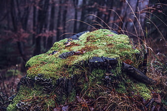 Mossy Tree Stump in Dark Forest with Fungi