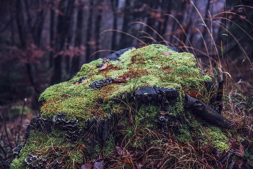 Mossy Tree Stump in Dark Forest with Fungi