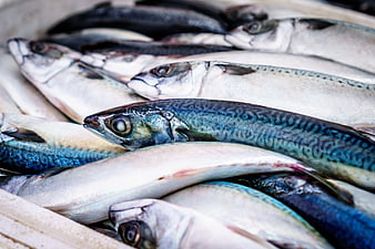 Fresh Raw Mackerel Fish Stacked In Market Crate