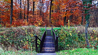 Wooden Bridge in Vibrant Autumn Forest with Red and Orange Leaves