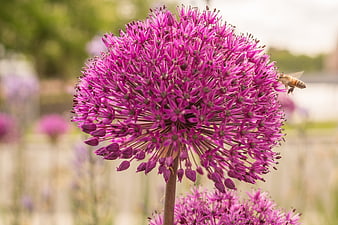 Close-up of purple allium flower with honeybee