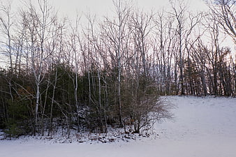 Snowy Winter Forest Landscape with Bare Trees and Clear Sky