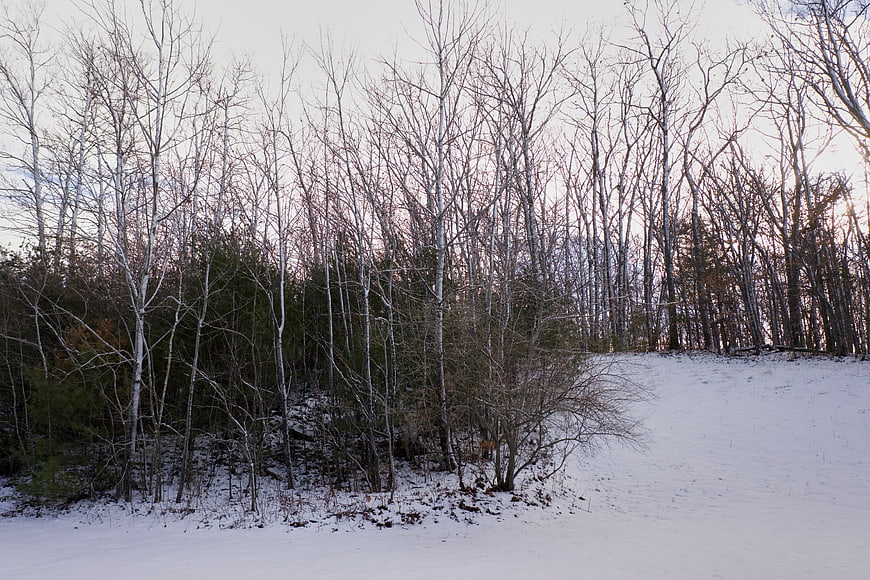 Snowy Winter Forest Landscape with Bare Trees and Clear Sky