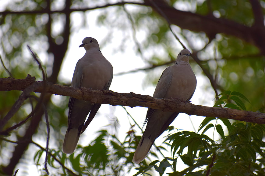 Two doves perched on a tree branch in nature