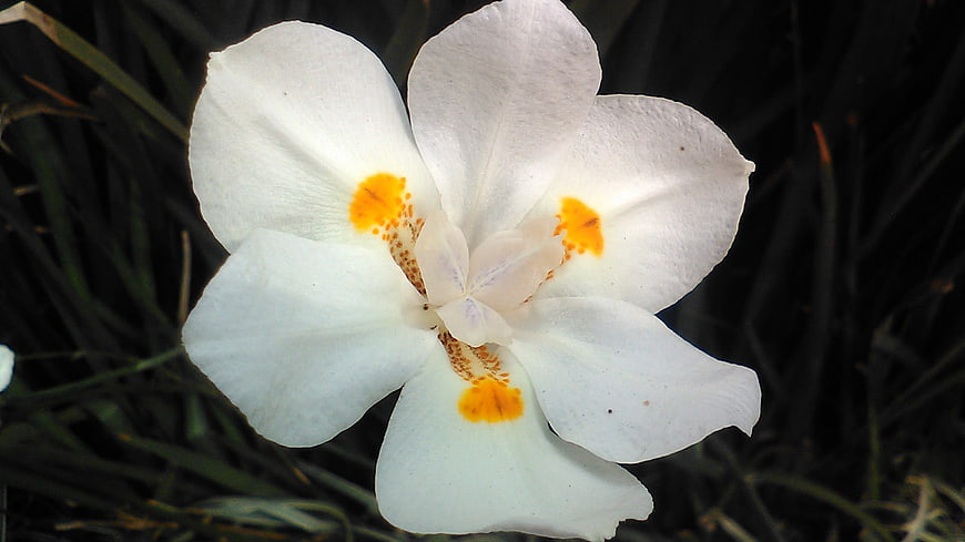 Close-up of white iris flower with yellow markings