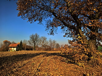 Autumn Landscape with Large Oak Tree and Harvested Field
