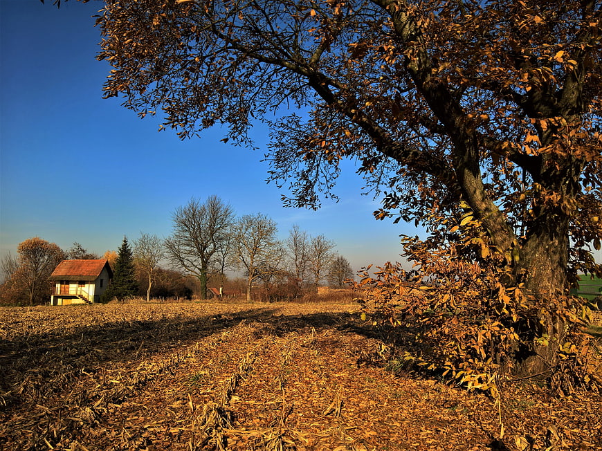 Autumn Landscape with Large Oak Tree and Harvested Field