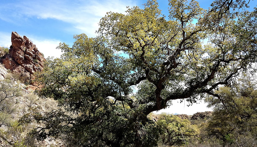 Large Oak Tree in Arid Landscape with Red Rock Formation