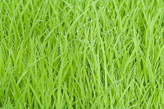 Close-up of vibrant green rice plants with fresh morning dew droplets