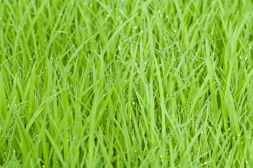 Close-up of vibrant green rice plants with fresh morning dew droplets