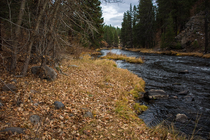 Autumn River Landscape with Fallen Leaves and Pine Forest
