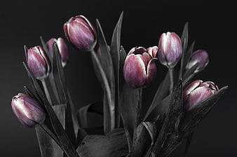 Purple Tulips in Black and White with Selective Color
