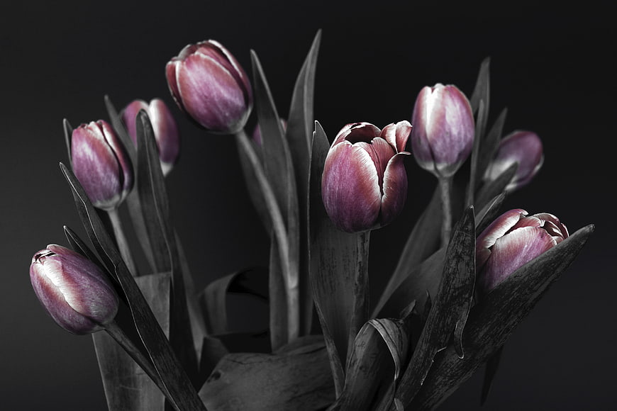 Purple Tulips in Black and White with Selective Color