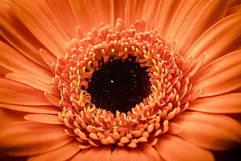 Macro Close-Up of Orange Gerbera Daisy Center