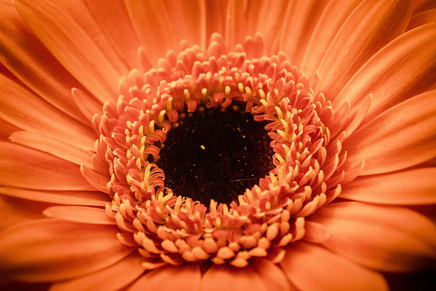 Macro Close-Up of Orange Gerbera Daisy Center