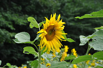 Vibrant Sunflower with Bee Pollinating in Green Field