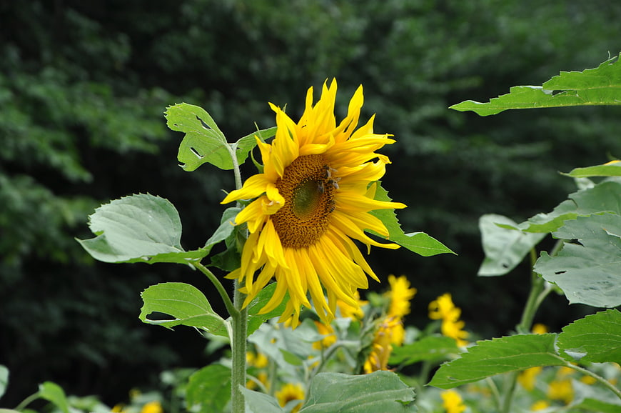 Vibrant Sunflower with Bee Pollinating in Green Field