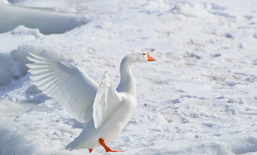 White Goose Spreading Wings on Snowy Ground
