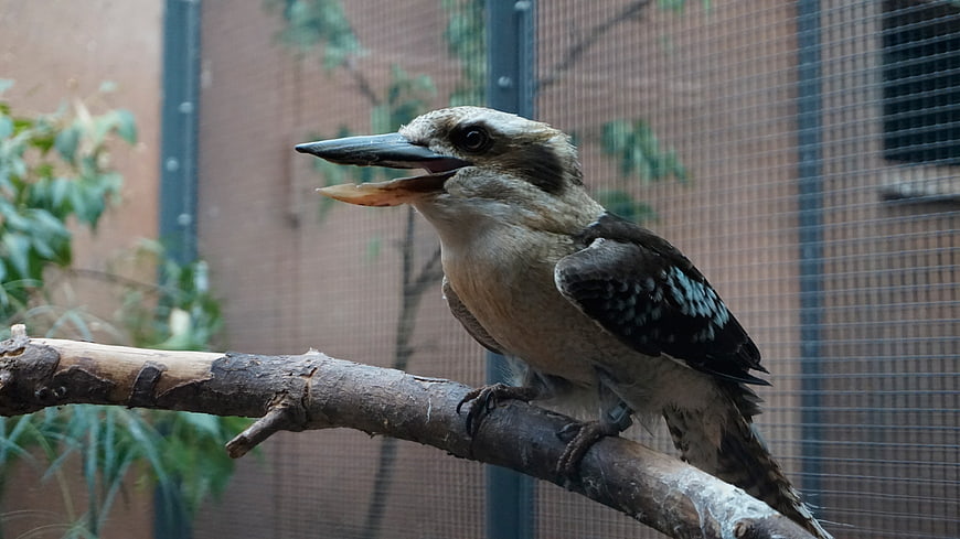 Laughing Kookaburra Perched on Branch with Open Beak