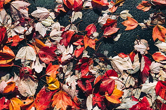 Colorful Autumn Maple Leaves Scattered on Dark Pavement