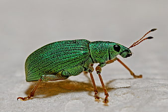 Macro photography of a metallic green weevil beetle