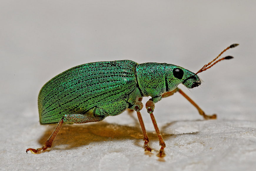 Macro photography of a metallic green weevil beetle