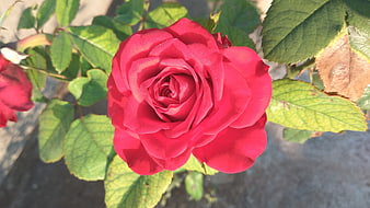 Vibrant Red Rose Close-Up with Green Leaves