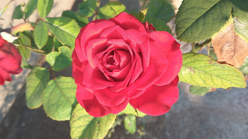 Vibrant Red Rose Close-Up with Green Leaves