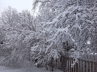 Snow-covered trees and wooden fence in winter