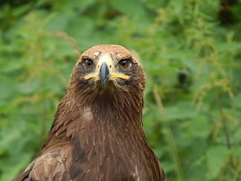 Close-up portrait of a golden eagle head with green background