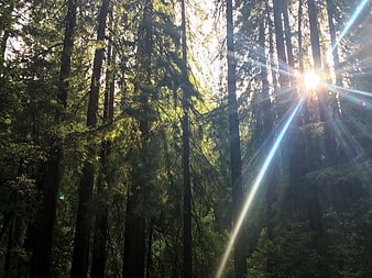 Sunbeams shining through tall redwood forest trees