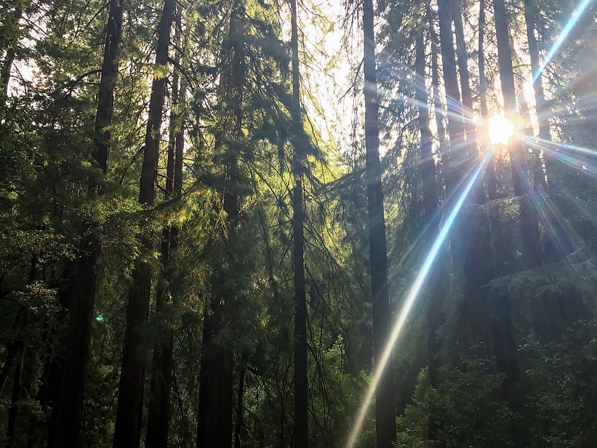 Sunbeams shining through tall redwood forest trees