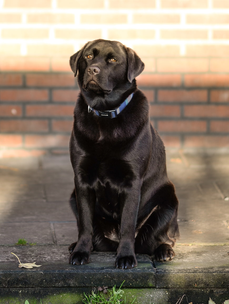 Black Labrador Retriever Sitting on Stone Steps