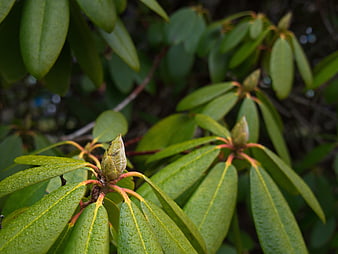 Close-up of wet rhododendron leaves and buds after rain