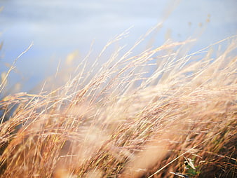 Golden Wheat Field Swaying in the Wind Under Blue Sky