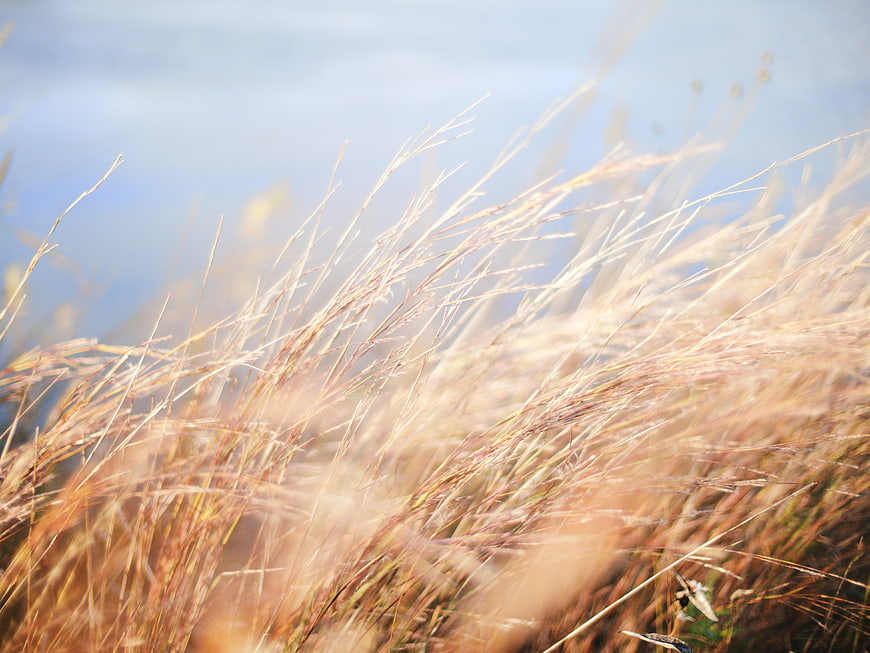 Golden Wheat Field Swaying in the Wind Under Blue Sky