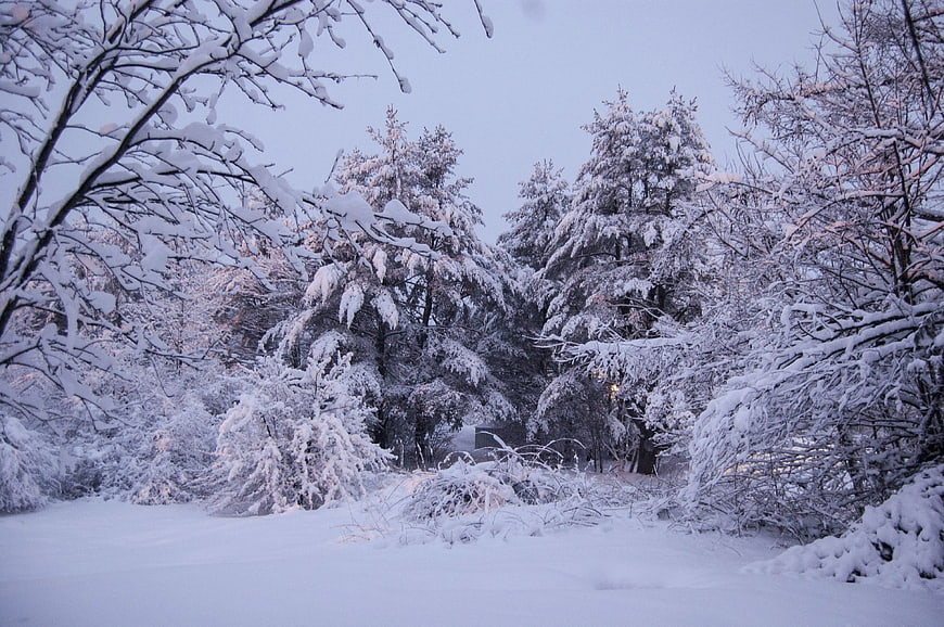 Snow-covered winter forest landscape at dusk
