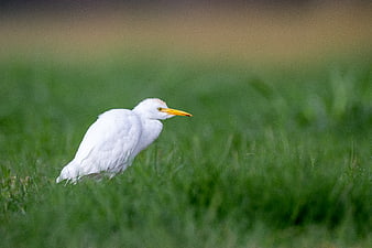 White Cattle Egret Standing in Green Grass Field