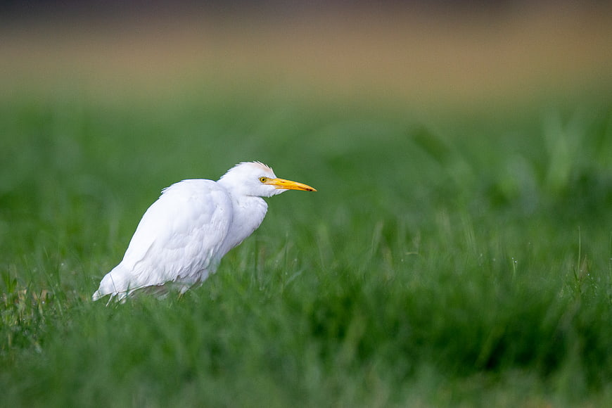 White Cattle Egret Standing in Green Grass Field