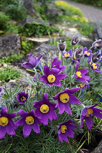 Purple Pasque Flowers with Yellow Centers in Garden