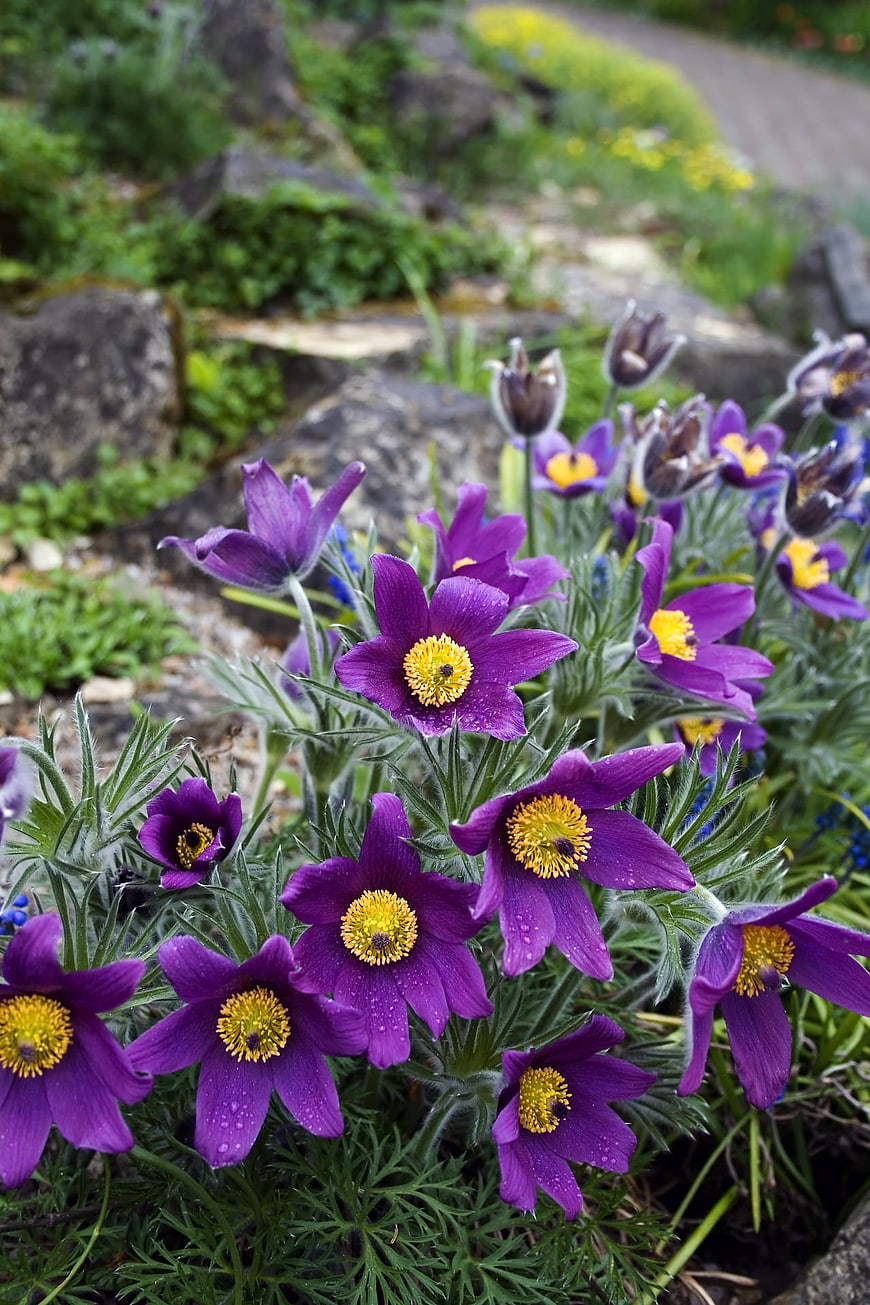 Purple Pasque Flowers with Yellow Centers in Garden