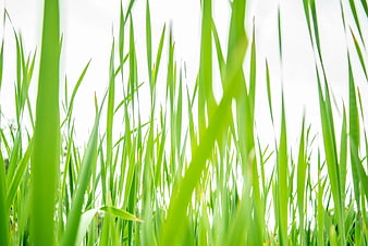 Close-up of vibrant green grass blades against white background